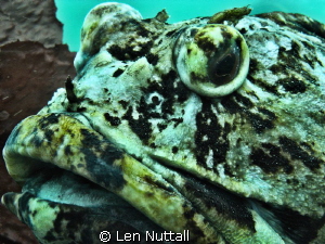 picture of a cabezon in the Edmonds Marine Park. by Len Nuttall 